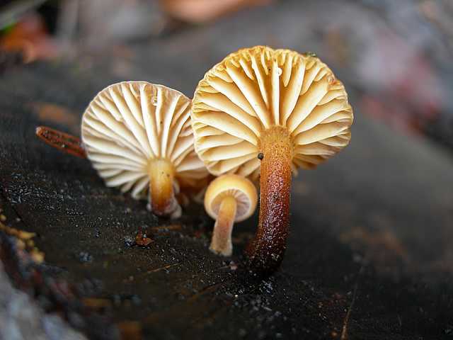 Dopo il risveglio, le prime specie